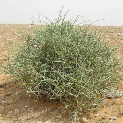 بذور العلندى - العدام الأخضر ( Ephedra Alata )