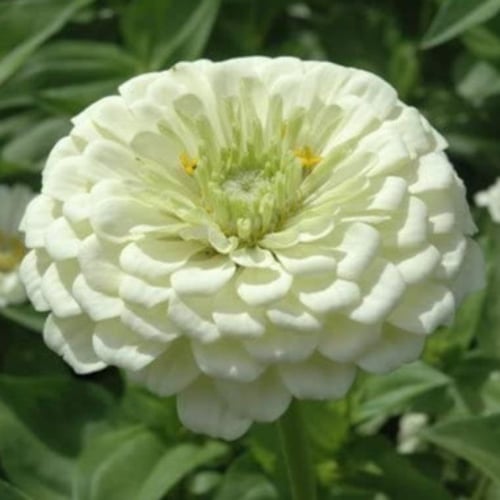 بذور زهور الزينيا البيضاء ( Zinnia elegans )