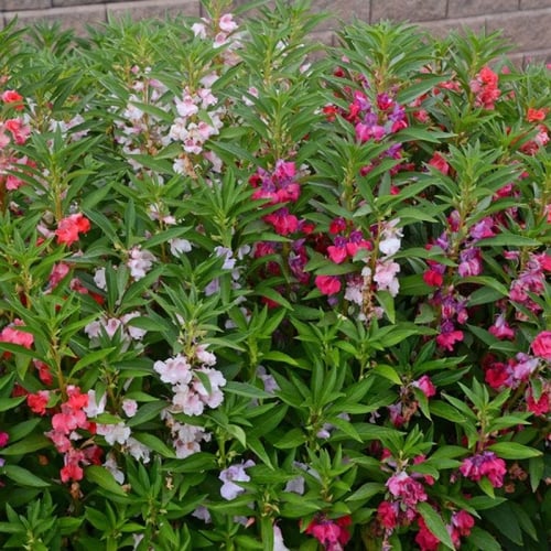 ‫بذور زهرة بلسمينا ( Impatiens balsamina )