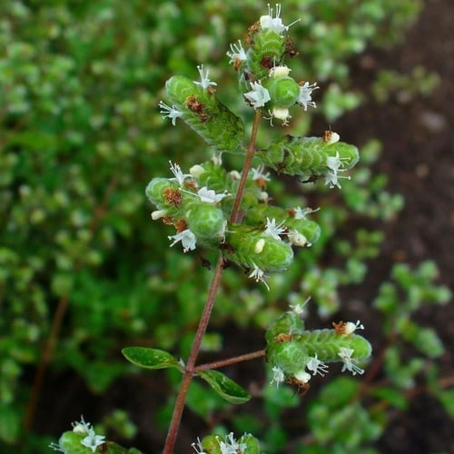 ‫بذور البردقوش - الوزاب - ‬الدوش ( origanum vulgar...