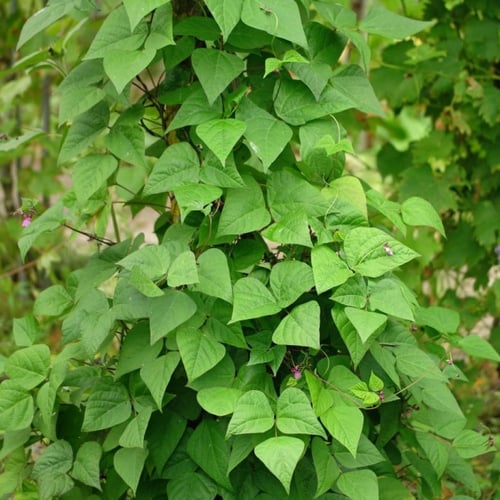 بذور الفاصوليا الخضراء ( Phaseolus vulgaris )
