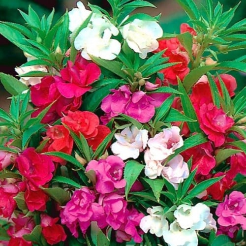 ‫بذور زهرة بلسمينا ( Impatiens balsamina )