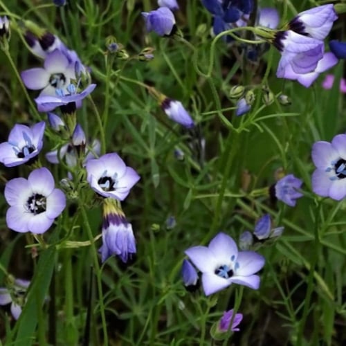 بذور زهرة عين الطائر ثلاثية الألوان ( Gilia tricol...