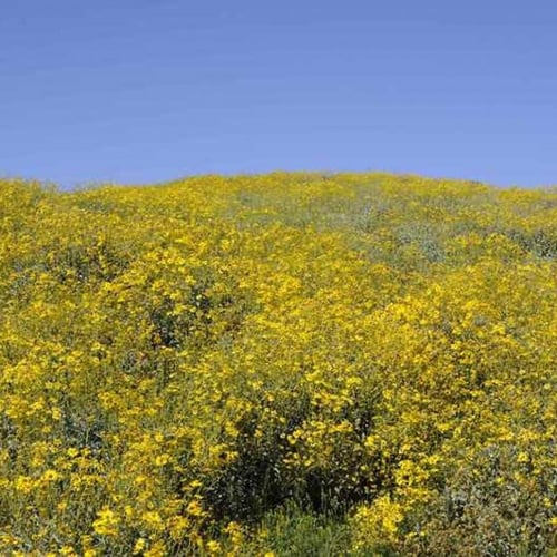 بذور شجيرة انسيليا العطرية ( Encelia farinosa )