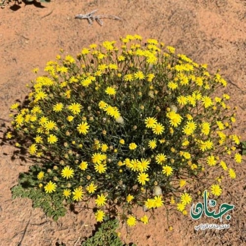 بذور الجرجار - النوير ( Senecio glaucus )