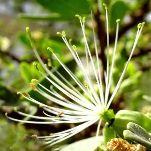 بذور شجرة السرح ( Maerua Crassifolia )