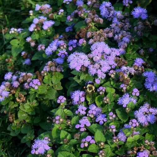 بذور زهرة الخيط ( Ageratum mexicanum )