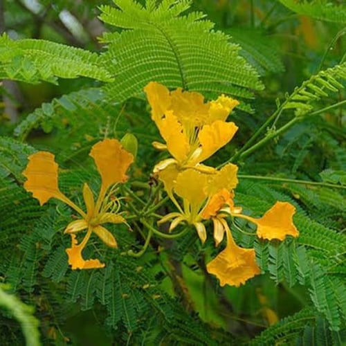 بذور البونسيانا الصفراء - بلتفورم ( Peltophorum af...