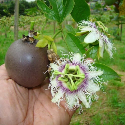 بذور الباشن فروت البنفسجي - زهرة الساعة ( Passiflo...