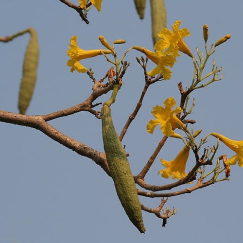 بذور شجرة التابوبيا الذهبية ( Tabebuia aurea )