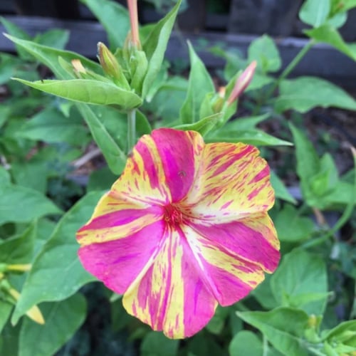 بذور زهرة شب الليل ثنائية اللون - وردي وأصفر ( Mir...