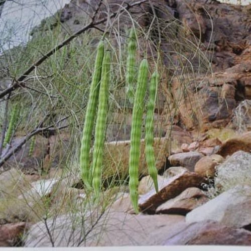 بذور شجرة اليسر - البان العربي - المورينجا العربي...
