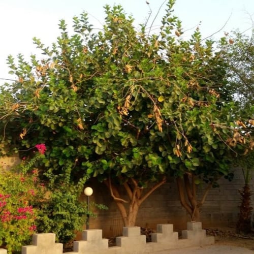 بذور شجرة البمبر - الهمبو - المخيط ( Cordia myxa )