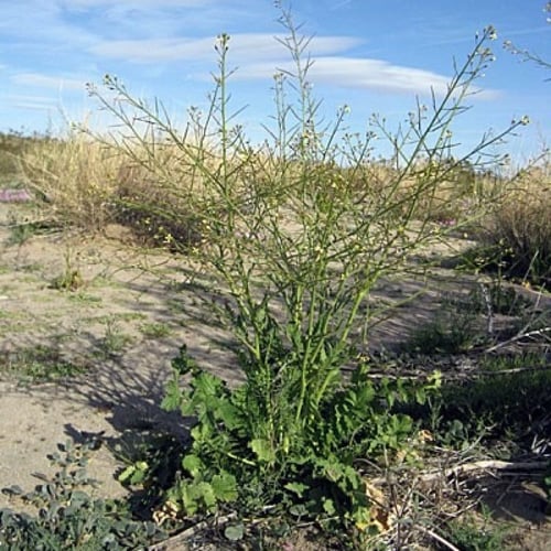 بذور عشبة الحرشاء ( Brassica tournefortii )