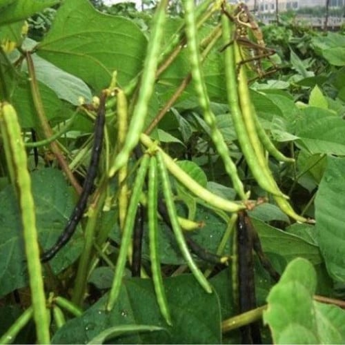 بذور لوبيا شجيري ( Vigna )