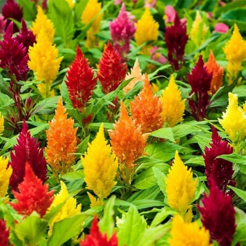 بذور زهرة عرف الديك - سيلوزيا أرجنتيا ( Celosia Ar...