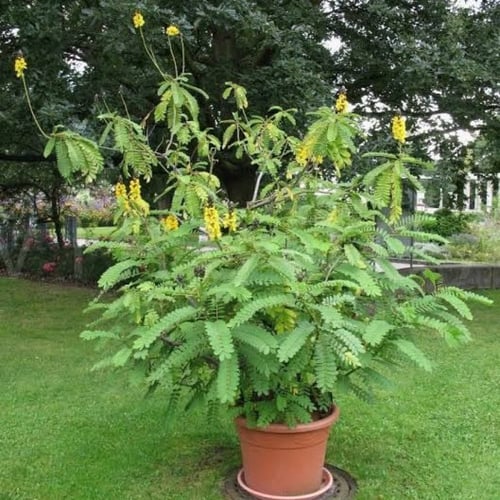 بذور شجيرة كاسيا ألاتا - كاسيا شمعدان ( Senna alat...