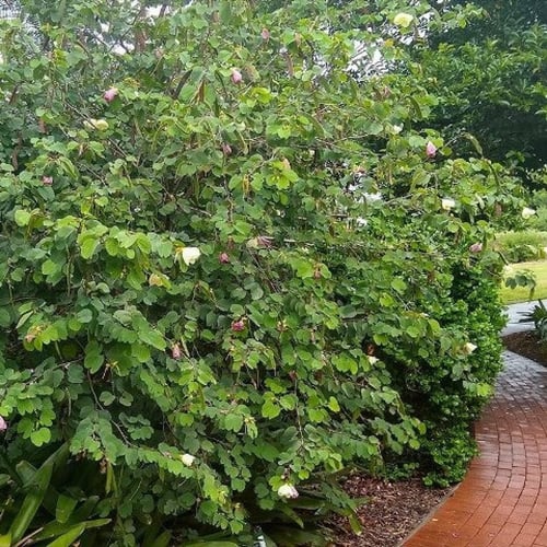 بذور شجيرة بوهينيا الصفراء ( bauhinia tomentosa )