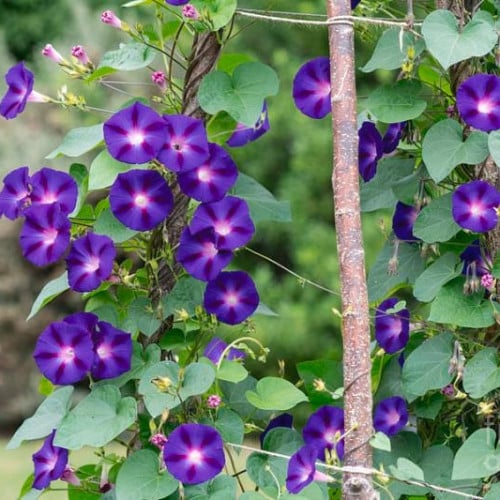 بذور زهرة مجد الصباح الارجوانية - ايبوميا ( Ipomoe...