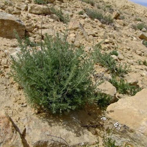 بذور الشيح ( Artemisia Sieberi )