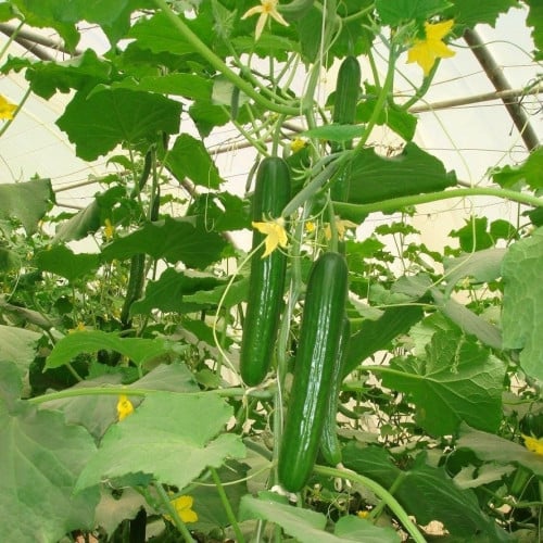 بذور نبات الخيار ( Cucumis sativus )