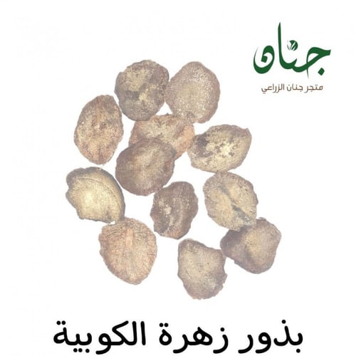 بذور الزهرة الكوبية ( Cobaea scandens )