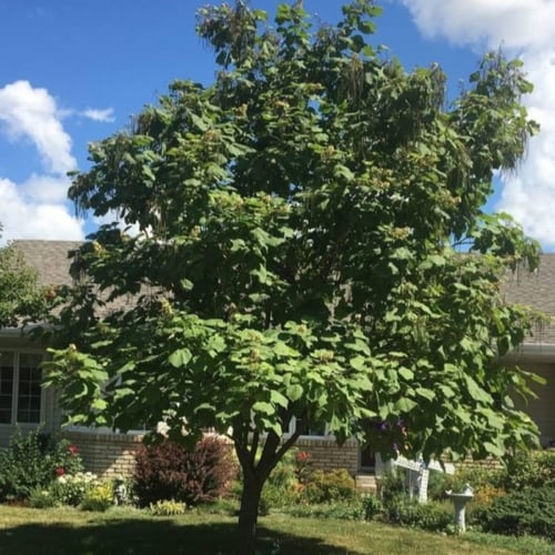 بذور شجرة الكاتالبا الصفراء ( Catalpa ovata )