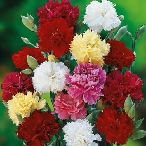 ‫بذور زهور القرنفل‬ ( Dianthus caryophyllus )