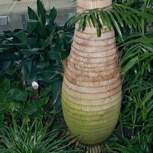 بذور نخيل الزجاجة - بوتل ( Hyophorbe lagenicaulis...