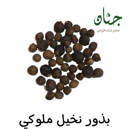 بذور النخيل ‫الملوكي‬ ‫( Roystonea regia )