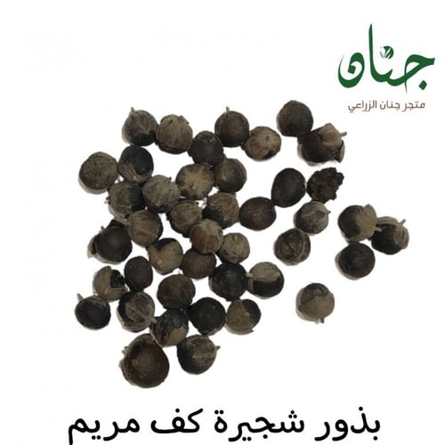 بذور شجيرة كف‬ مريم