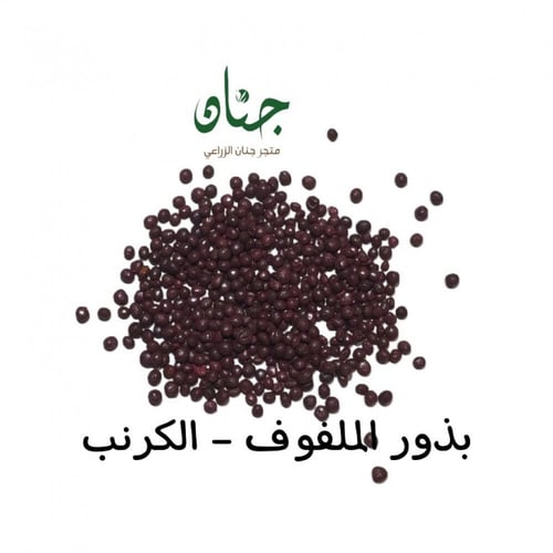 بذور الملفوف الأخضر - الكرنب الأخضر ( Brassica ole...