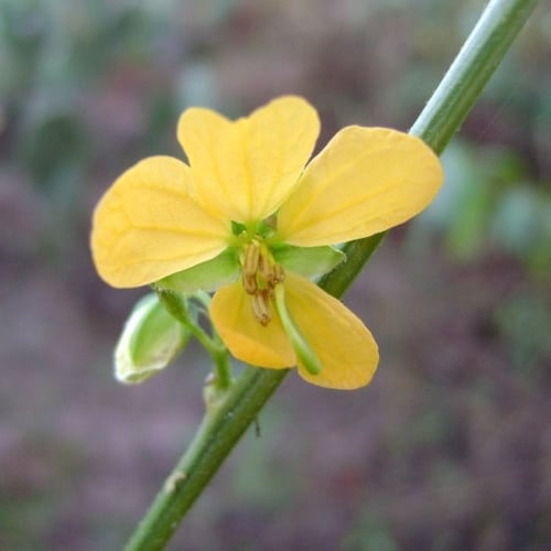 بذور سنا الصينية - المنجلية ( Senna obtusifolia )