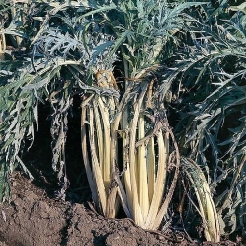 بذور الخرشوف الشوكي ( cynara cardunculus )