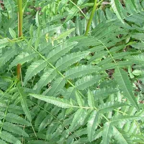 بذور الفلفل البيروفي رفيع الأوراق ( Schinus molle...