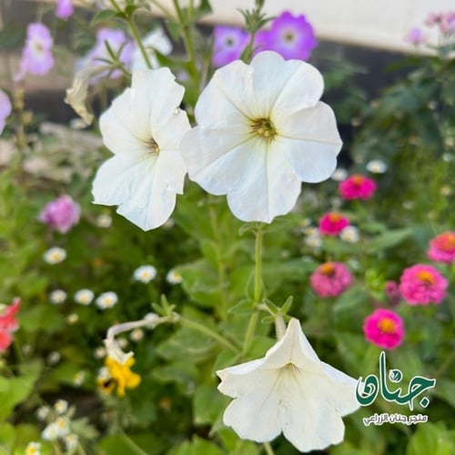 بذور زهرة البيتونيا ( petunia hybrida )