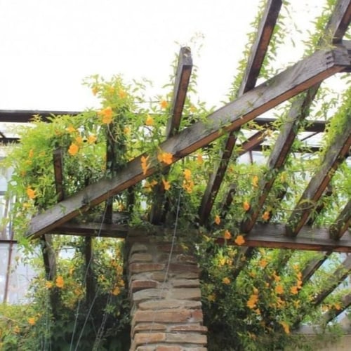 بذور متسلقة مخلب القط ( Macfadyena unguis )