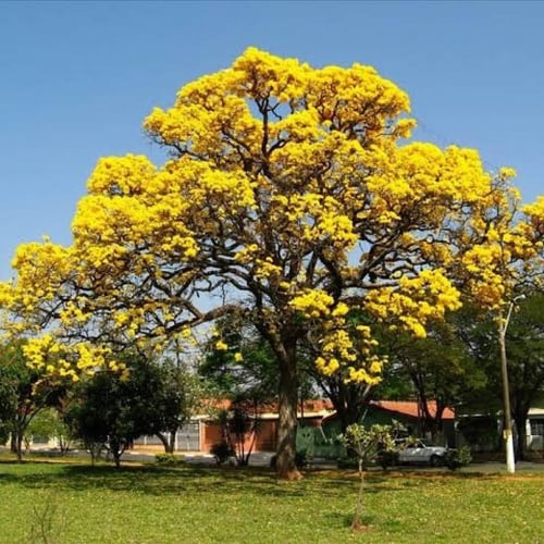 بذور شجرة التابوبيا الذهبية ( Tabebuia aurea )