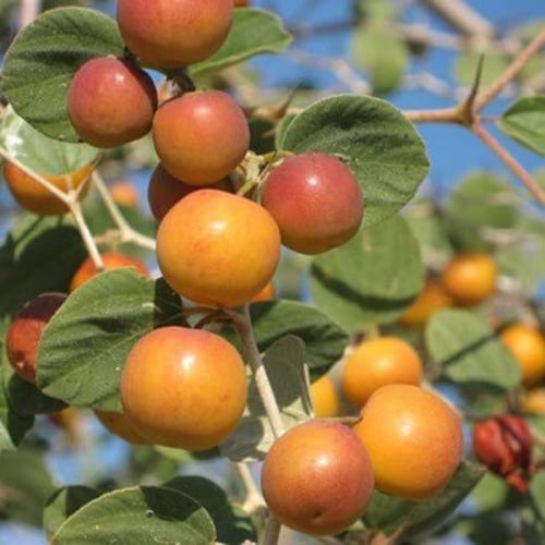 بذور السدر البري ( ziziphus nummularia )