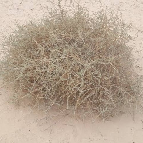 بذور نبات الضمران ( Traganum nudatum )