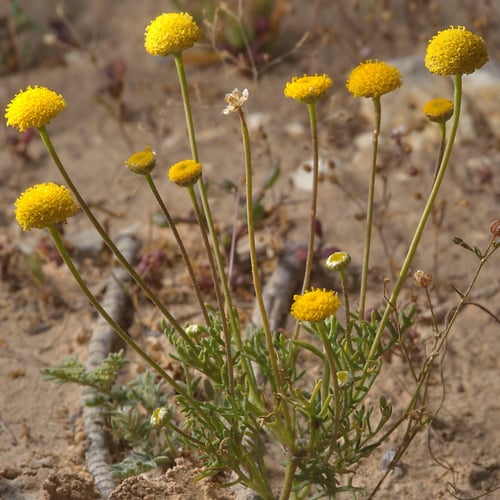 بذور القرقاص - القريص ( Aaronsohnia factorovskyi )