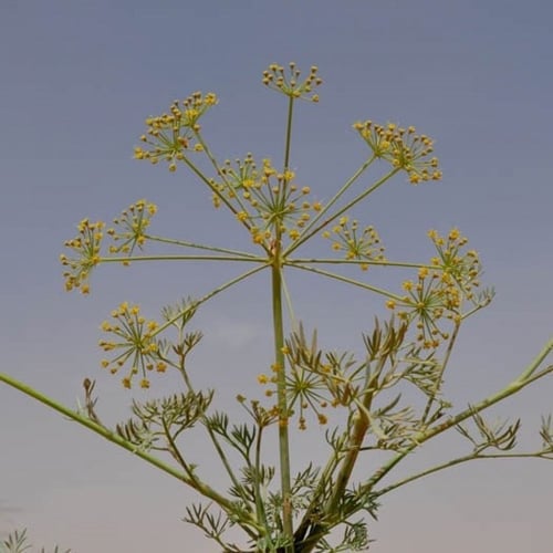 بذور الحزاء ( Ducrosia anethifolia )
