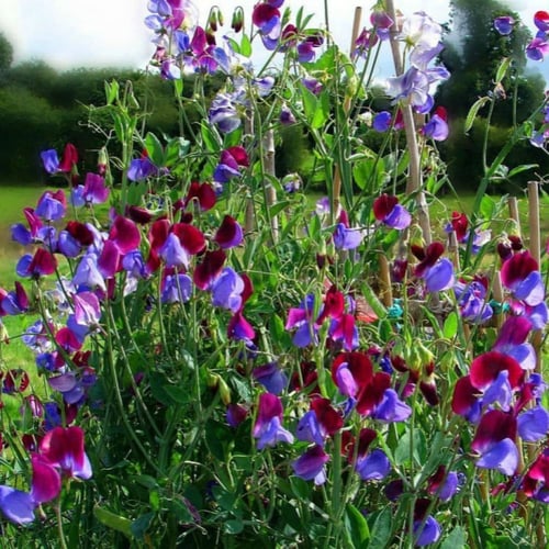 ‫بذور متسلقة بسلة الزهور - البازلاء العطرية ‬( Lat...