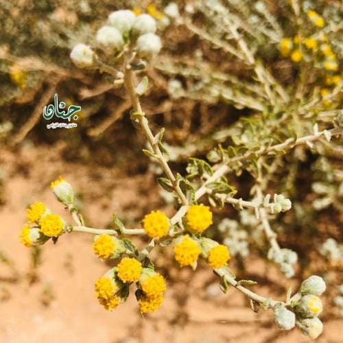 بذور عشبة القيصوم ( Achillea fragrantissima )