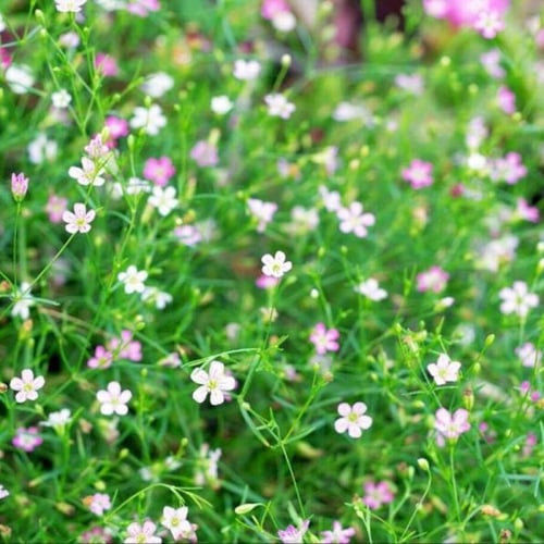 بذور زهرة جيبسوفيلا ريبينز ( Gypsophila repens )