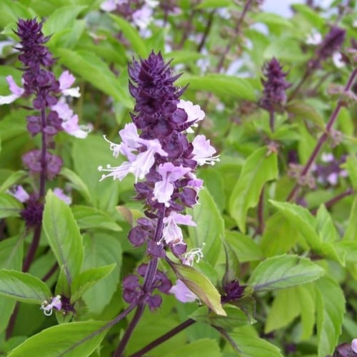بذور الريحان البلدي ( Ocimum basilicum )