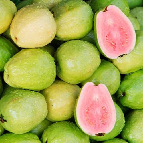 بذور الجوافة الحمراء ( Psidium guajava L )