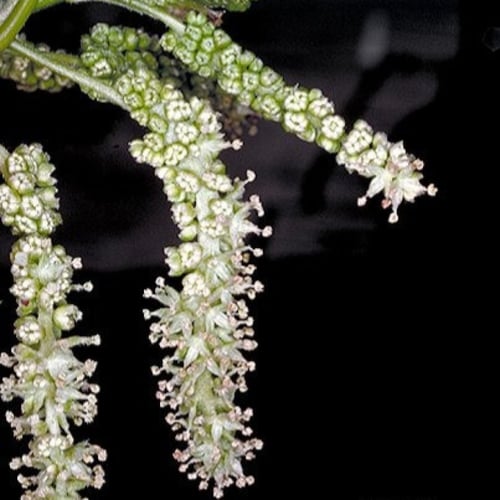 بذور شجرة توت القز الأبيض - ألبا ‫( morus alba )