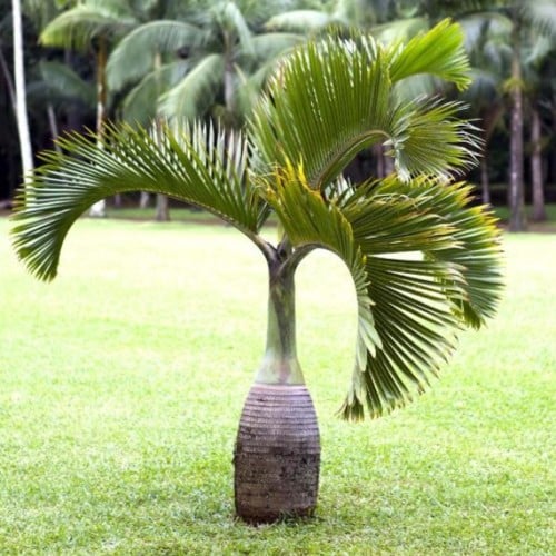 بذور نخيل الزجاجة - بوتل ( Hyophorbe lagenicaulis...