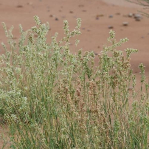 بذور عشبة الاذخر المكي ( Cymbopogon Schoenanthus )